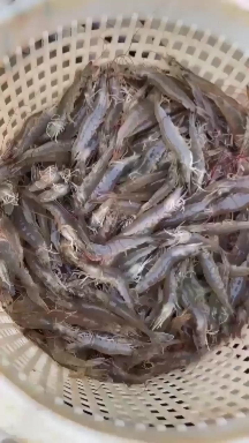 （热销）南美白对虾虾苗基围虾虾苗淡水虾苗一代快大虾苗包邮