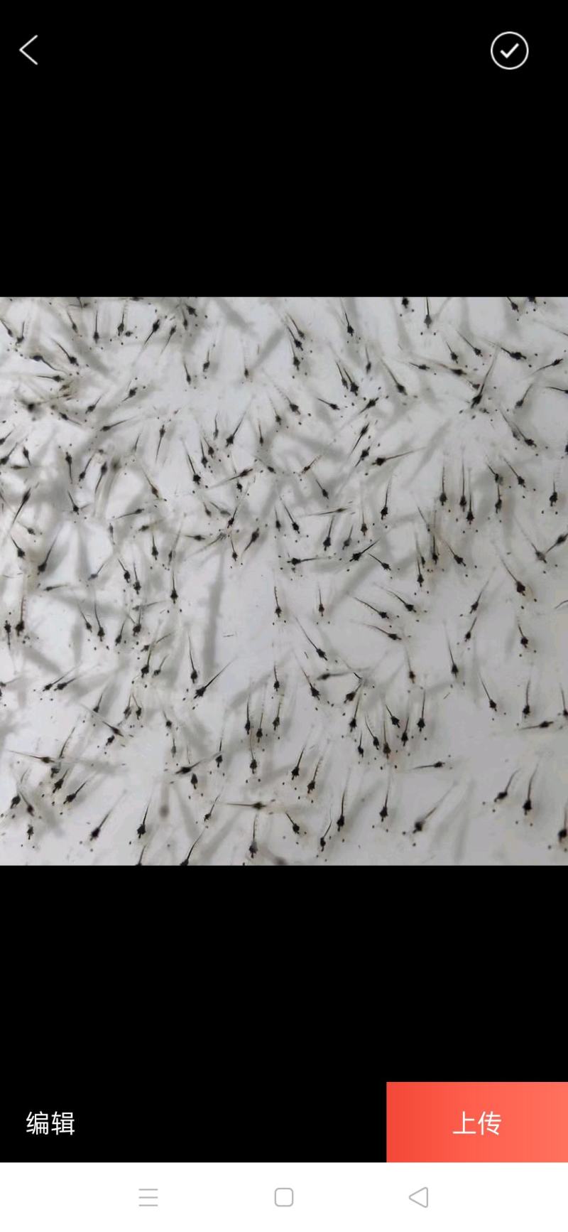 （热销）南美白对虾虾苗基围虾虾苗淡水虾苗一代快大虾苗包邮