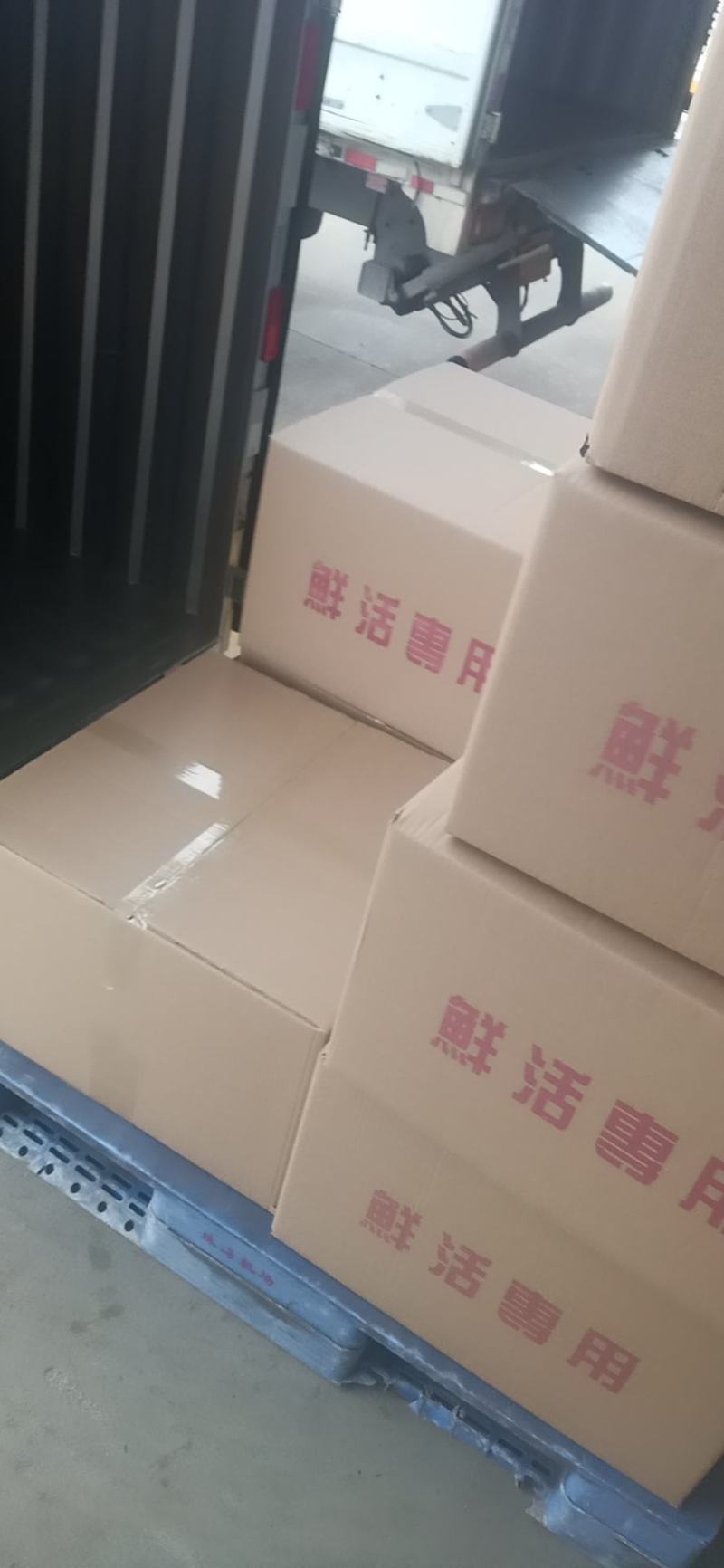 （热销）南美白对虾虾苗基围虾虾苗淡水虾苗一代快大虾苗包邮