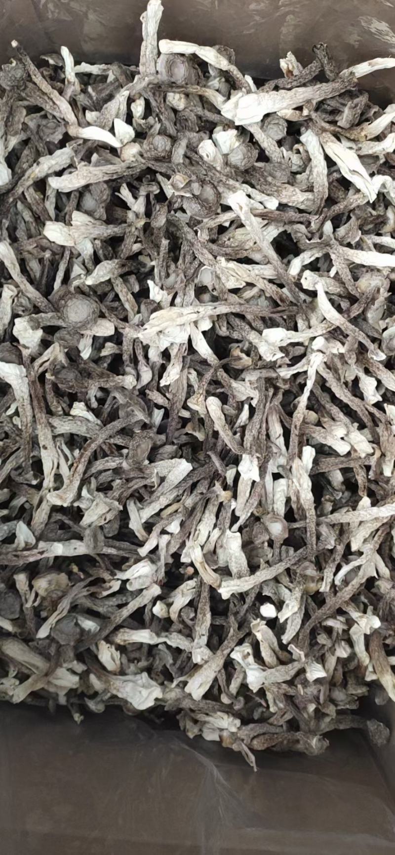 鹿茸菌，鹿茸菇无硫新鲜干货福建产地，可批发
