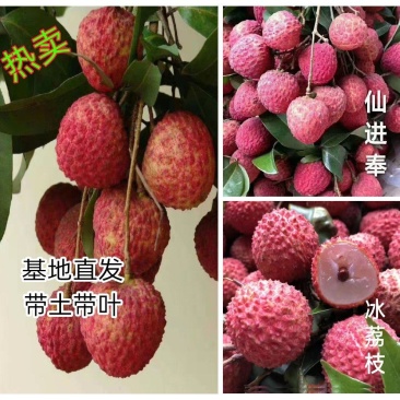 荔枝树苗仙进奉荔枝观音绿荔枝挂绿冰荔正宗新品种可盆栽地栽