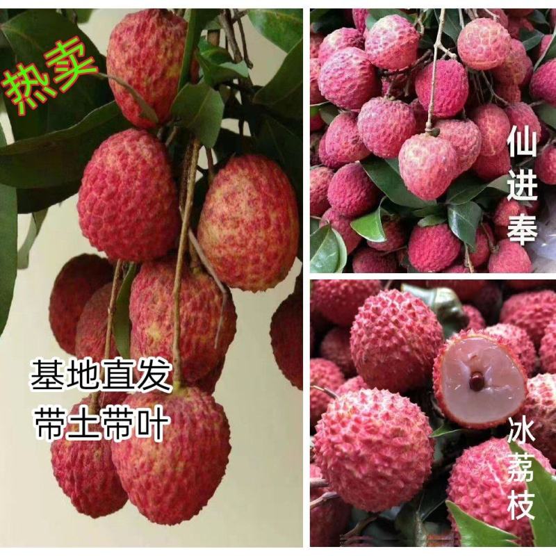 荔枝树苗仙进奉荔枝观音绿荔枝挂绿冰荔正宗新品种可盆栽地栽