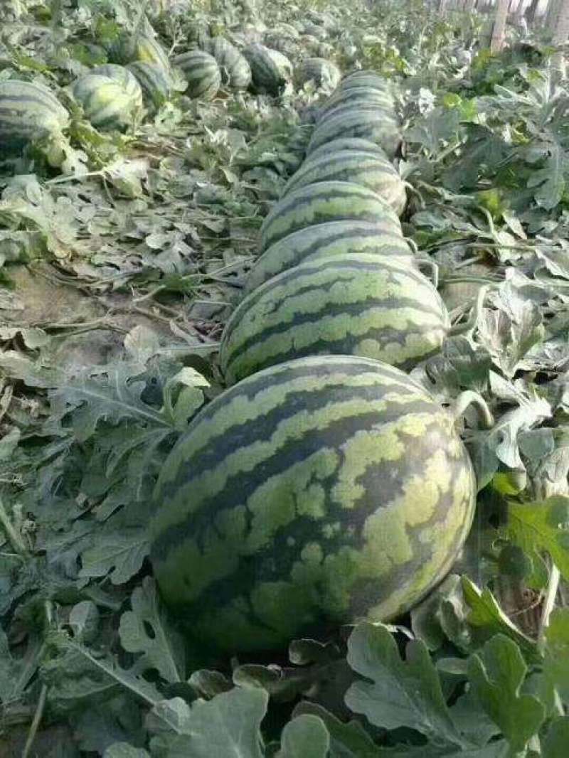 甜王西瓜沙土地种植糖度高皮薄汁甜视频看货等您来电