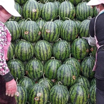 甜王西瓜沙土地种植糖度高皮薄汁甜视频等您来电