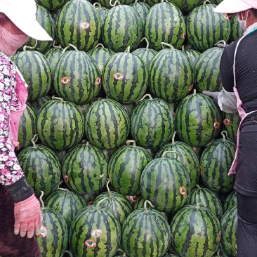 甜王西瓜沙土地种植糖度高皮薄汁甜视频看货等您来电