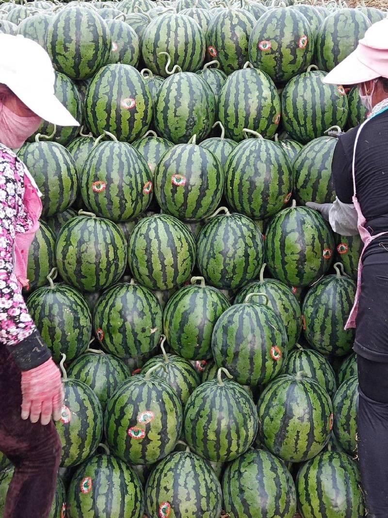 甜王西瓜沙土地种植糖度高皮薄汁甜视频看货等您来电