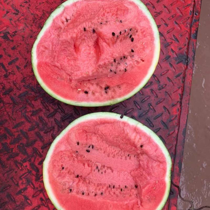 甜王西瓜沙土地种植糖度高皮薄汁甜视频看货等您来电