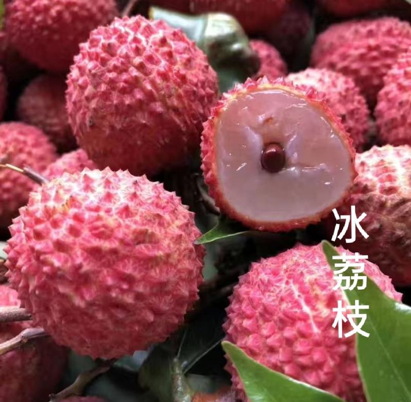 荔枝树苗仙进奉荔枝观音绿荔枝挂绿冰荔正宗新品种可盆栽地栽