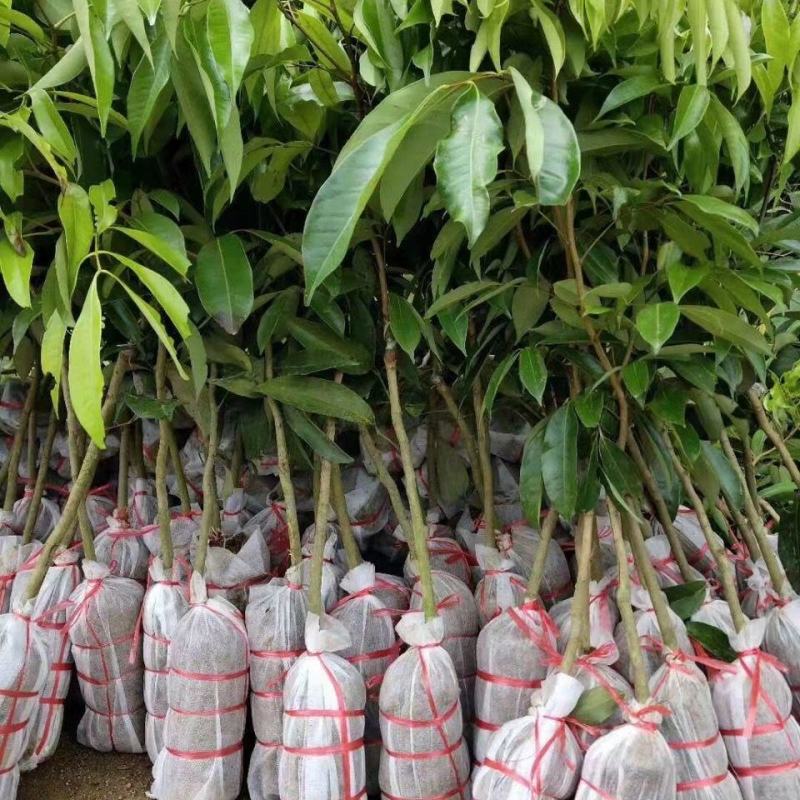 荔枝树苗仙进奉荔枝观音绿荔枝挂绿冰荔正宗新品种可盆栽地栽