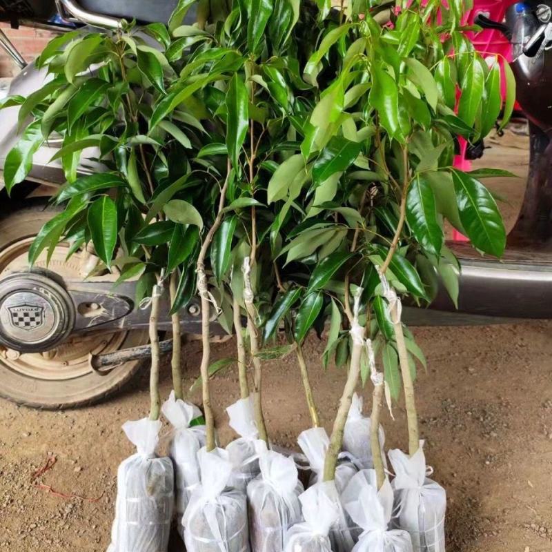 荔枝树苗仙进奉荔枝观音绿荔枝挂绿冰荔正宗新品种可盆栽地栽