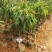 荔枝树苗仙进奉荔枝观音绿荔枝挂绿冰荔正宗新品种可盆栽地栽