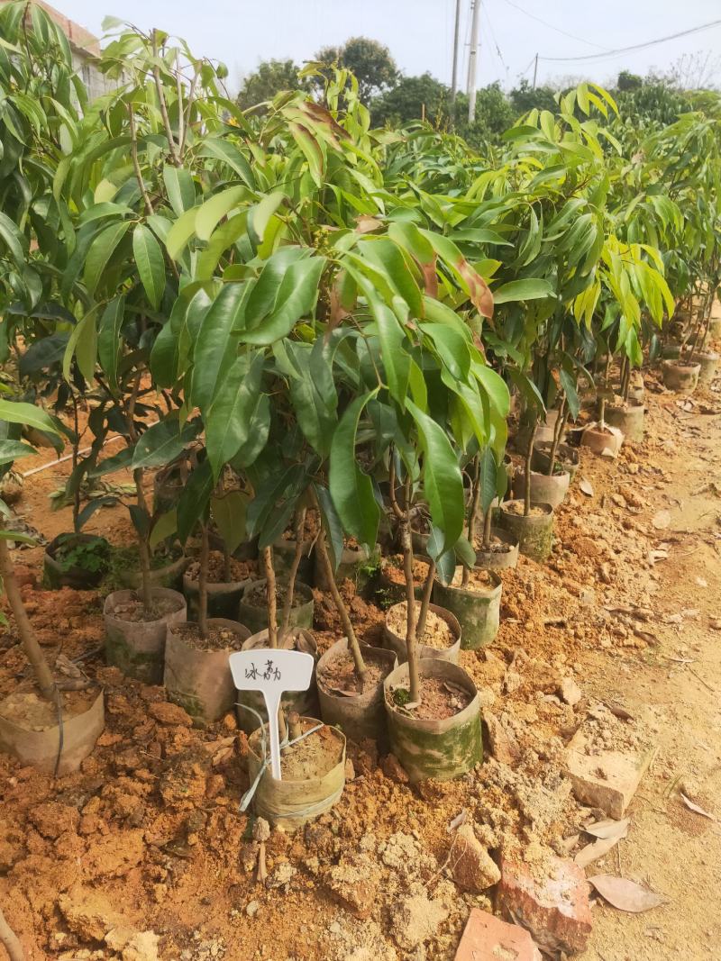 荔枝树苗仙进奉荔枝观音绿荔枝挂绿冰荔正宗新品种可盆栽地栽