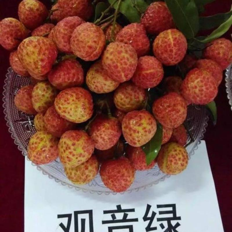 荔枝树苗仙进奉荔枝观音绿荔枝挂绿冰荔正宗新品种可盆栽地栽