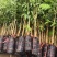荔枝树苗仙进奉荔枝观音绿荔枝挂绿冰荔正宗新品种可盆栽地栽