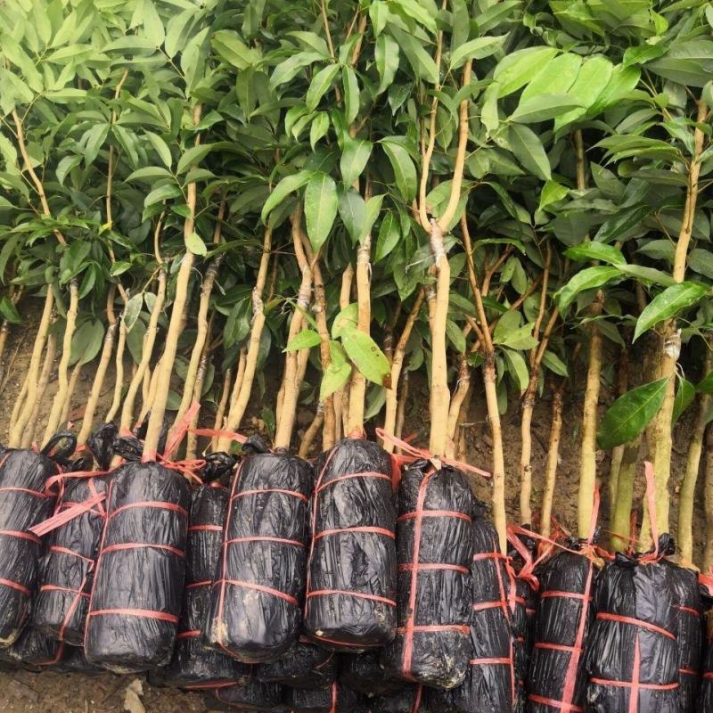 荔枝树苗仙进奉荔枝观音绿荔枝挂绿冰荔正宗新品种可盆栽地栽