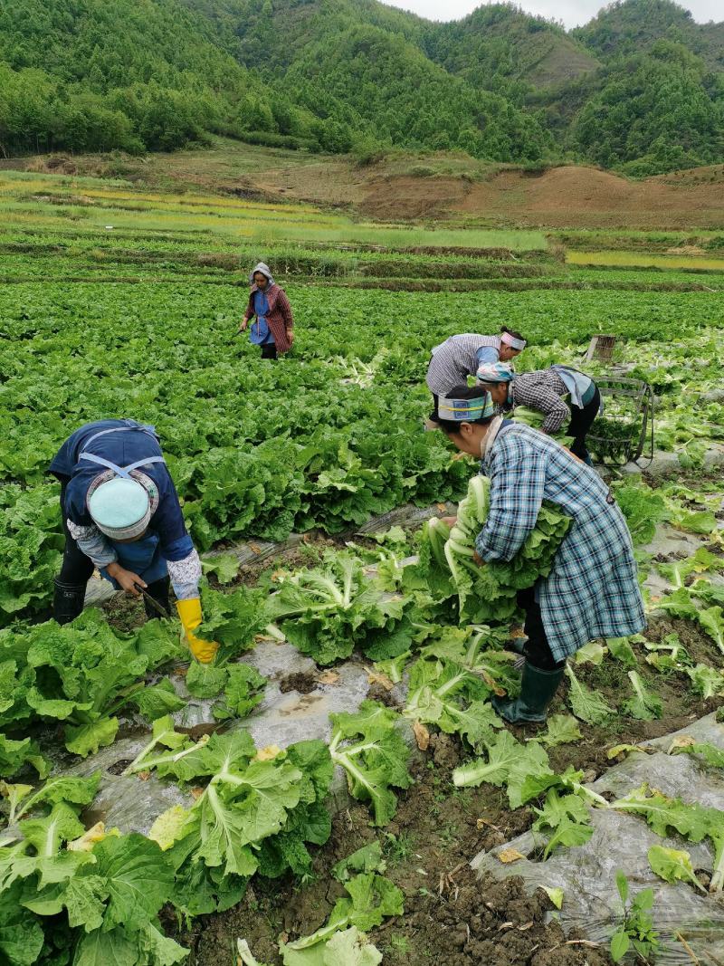 贵州紫云县帝王菜麻叶菜精品麻叶菜全国直发