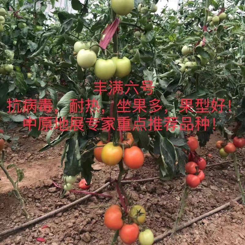 金粉丰满六号番茄种子~抗TY病毒无限型耐热性好口感非常好