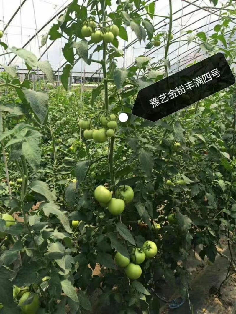 金粉丰满六号番茄种子~抗TY病毒无限型耐热性好口感非常好