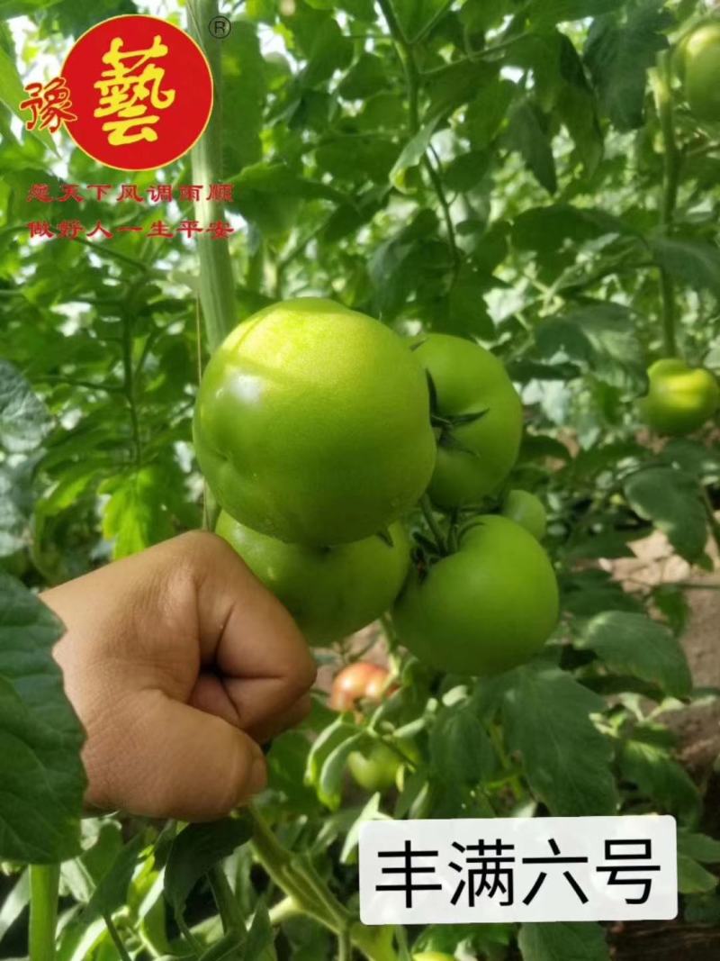 金粉丰满六号番茄种子~抗TY病毒无限型耐热性好口感非常好