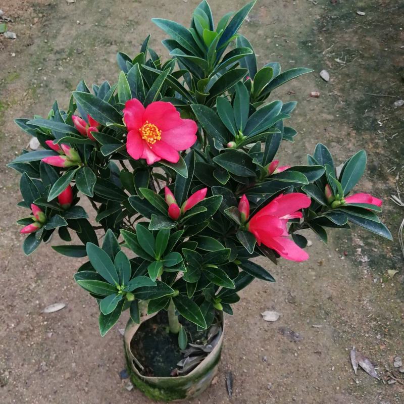 四季茶花盆栽山茶花茶花四季杜鹃花四季茶花基地直发四季桂花