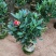 四季茶花盆栽山茶花茶花四季杜鹃花四季茶花基地直发四季桂花
