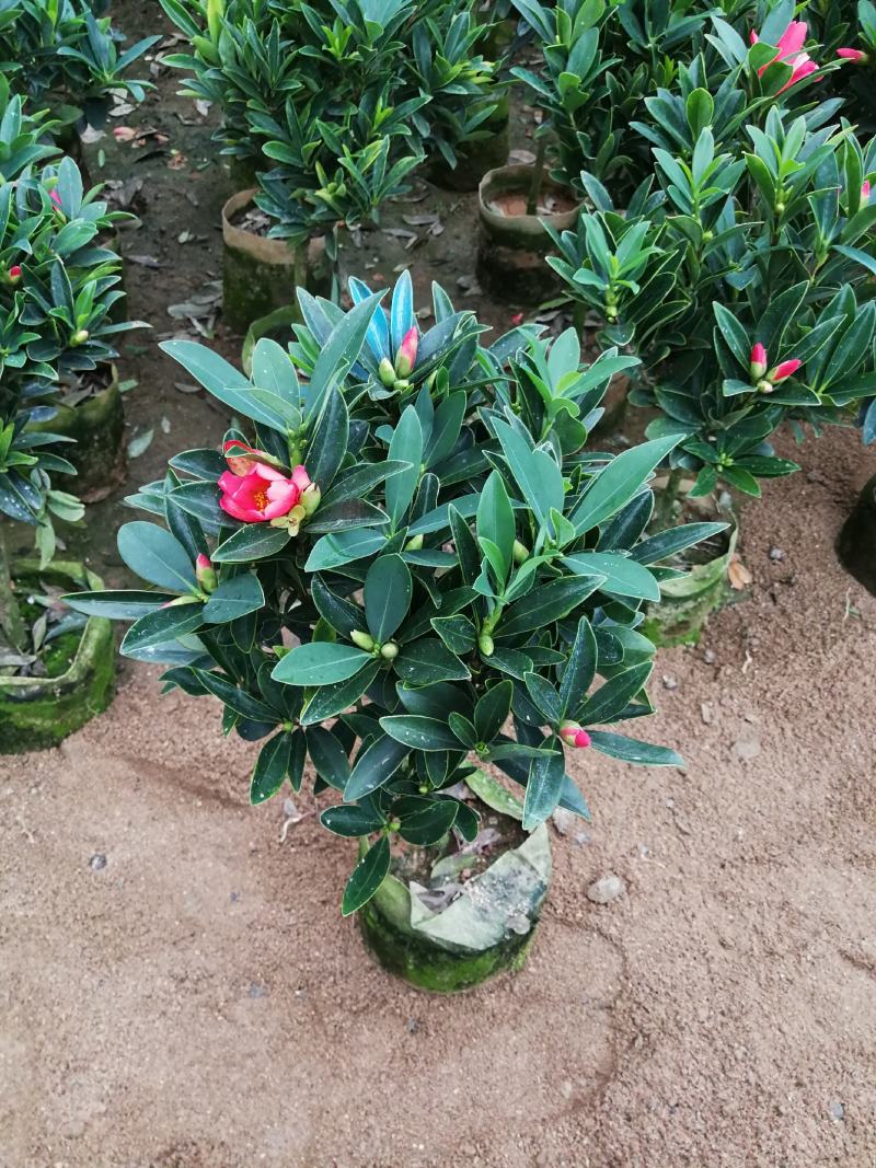 四季茶花盆栽山茶花茶花四季杜鹃花四季茶花基地直发四季桂花