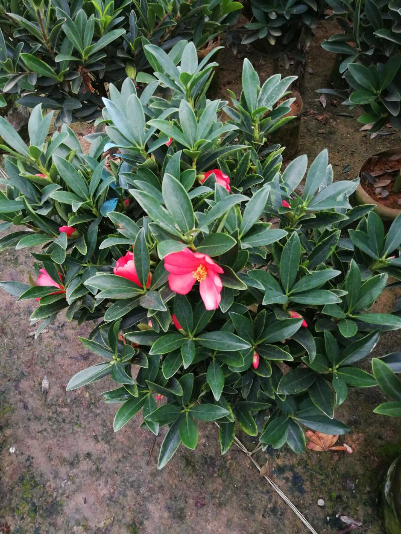 四季茶花盆栽山茶花茶花四季杜鹃花四季茶花基地直发四季桂花