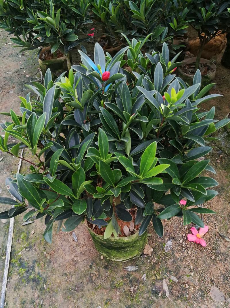 四季茶花盆栽山茶花茶花四季杜鹃花四季茶花基地直发四季桂花