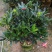 四季茶花盆栽山茶花茶花四季杜鹃花四季茶花基地直发四季桂花