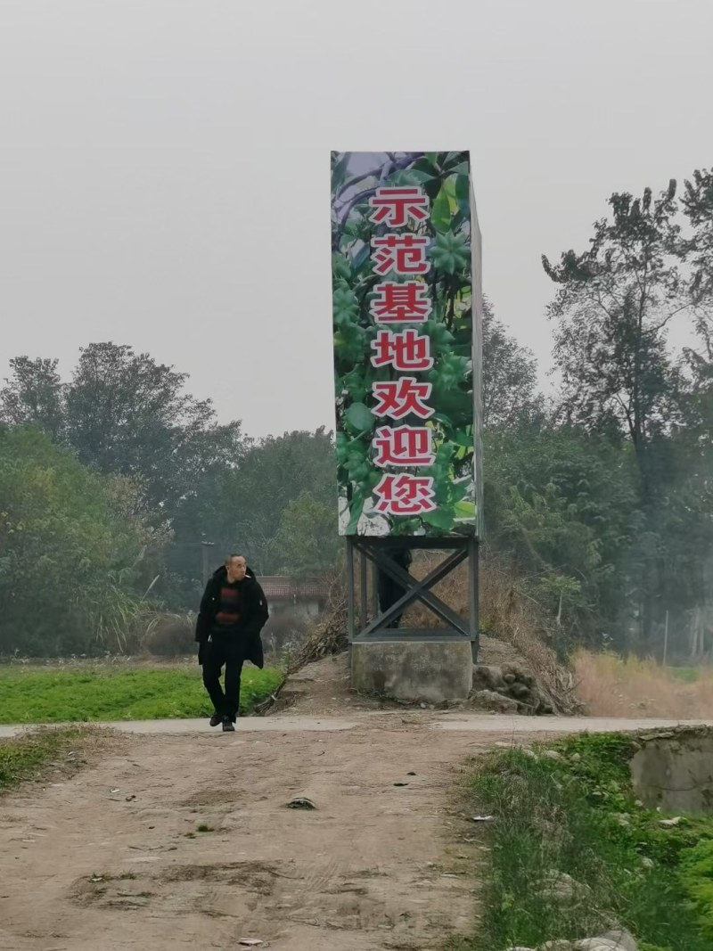 墨旱连草种子