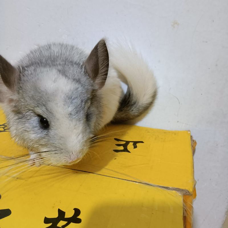 养殖场批发龙猫代发一只也是批发价
