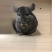 养殖场批发龙猫代发一只也是批发价