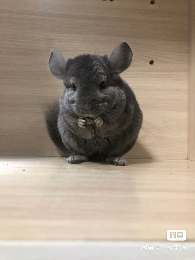 养殖场批发龙猫代发一只也是批发价