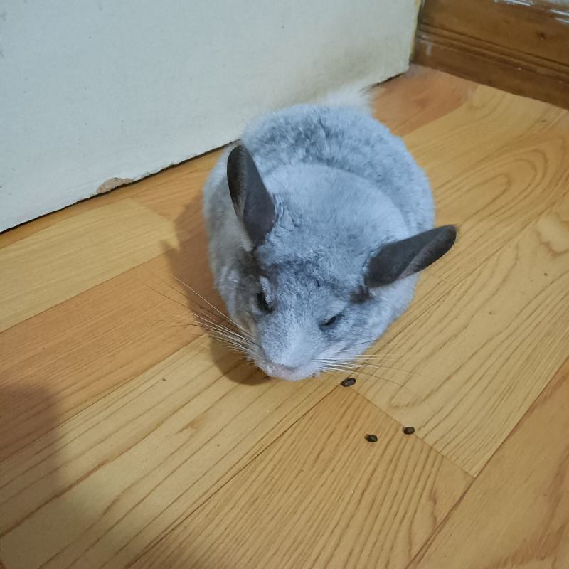 养殖场批发龙猫代发一只也是批发价