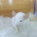 养殖场批发龙猫代发一只也是批发价
