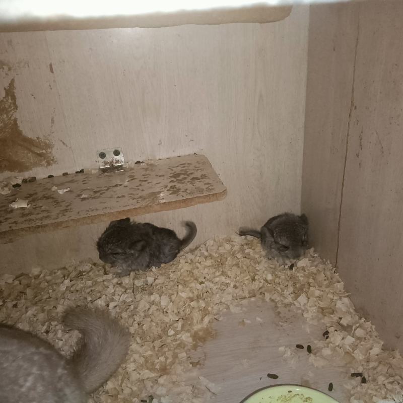 养殖场批发龙猫代发一只也是批发价