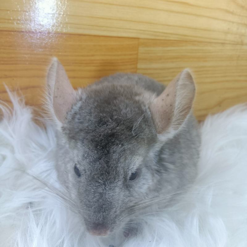 养殖场批发龙猫代发一只也是批发价