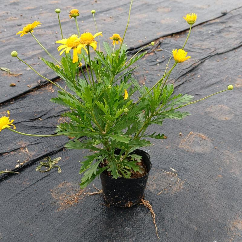 木春菊花海品种，多年生基地直销泥炭土种植