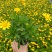 木春菊花海品种，多年生基地直销泥炭土种植