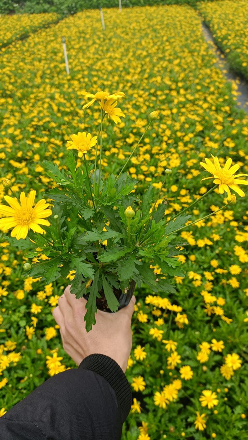木春菊花海品种，多年生基地直销泥炭土种植