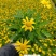 木春菊花海品种，多年生基地直销泥炭土种植