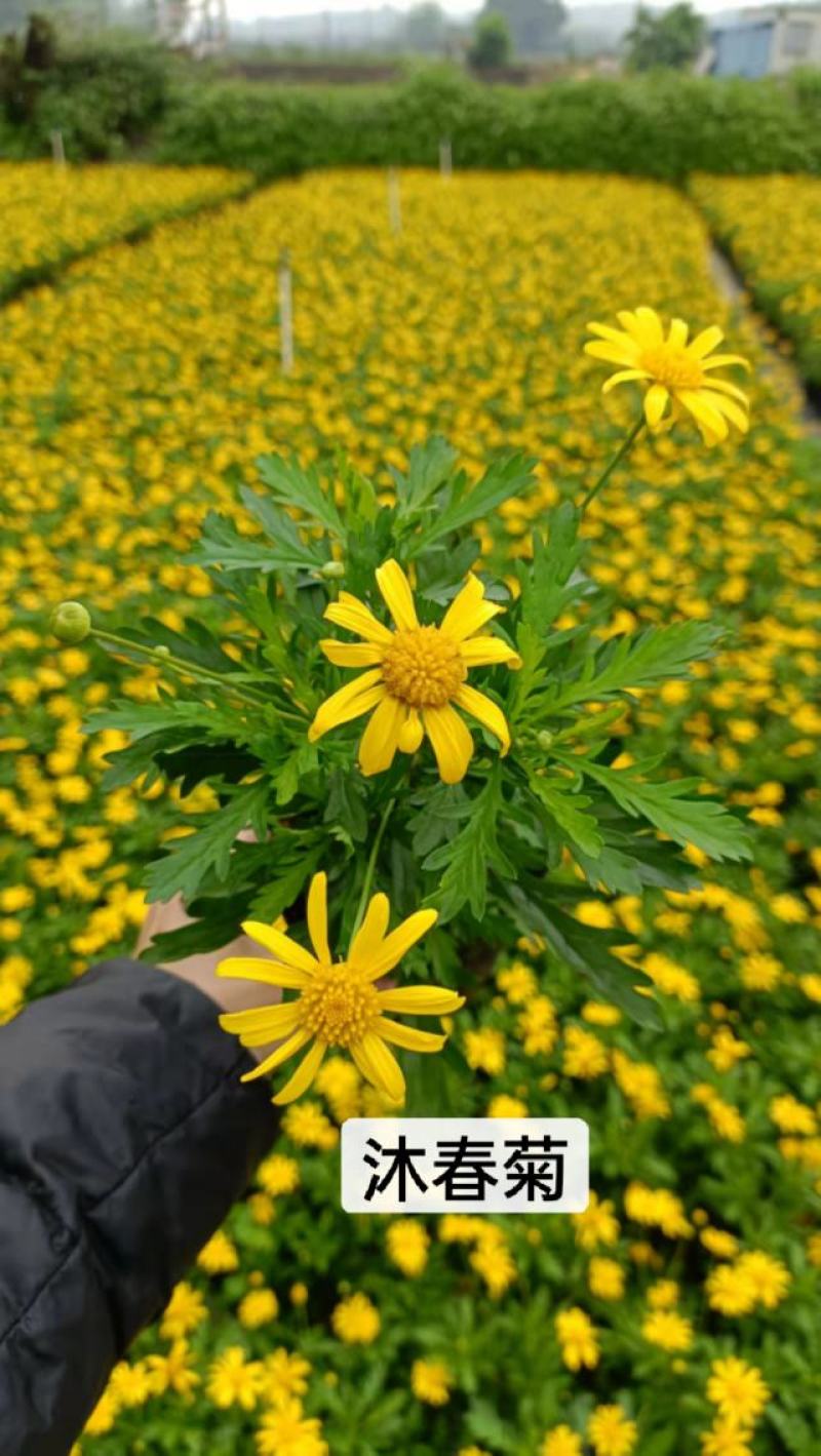 木春菊花海品种，多年生基地直销泥炭土种植
