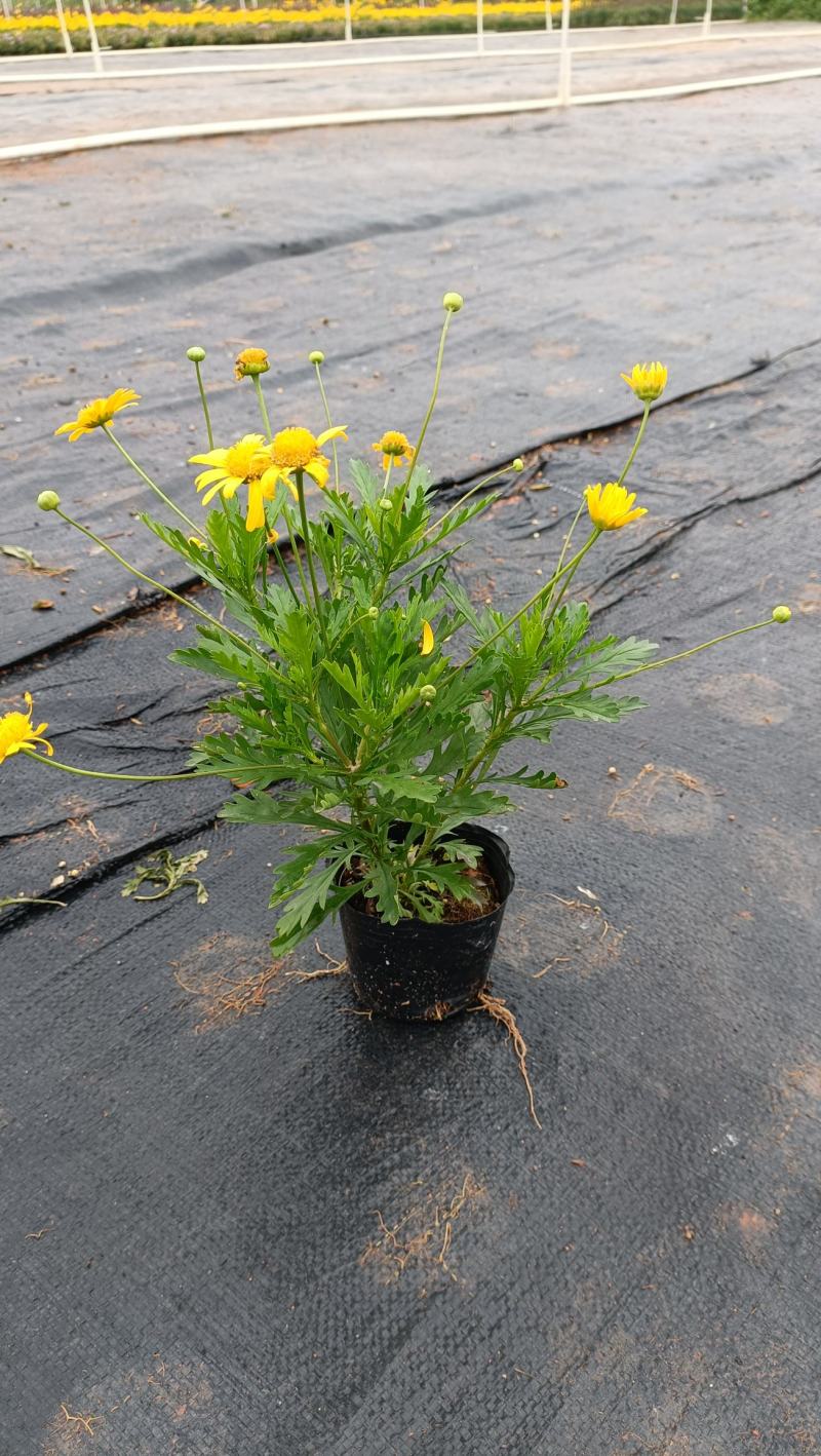 木春菊花海品种，多年生基地直销泥炭土种植