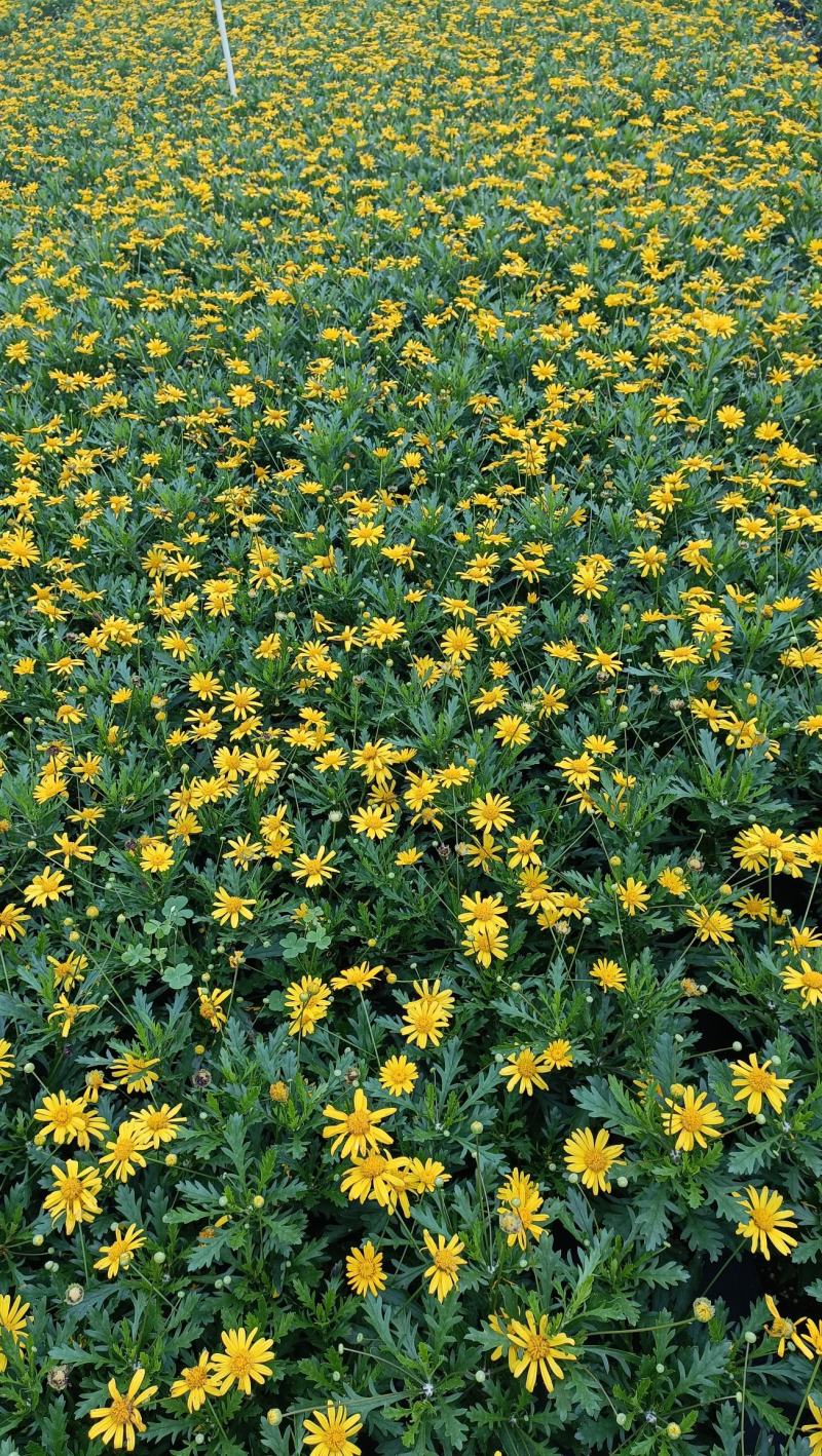 木春菊花海品种，多年生基地直销泥炭土种植