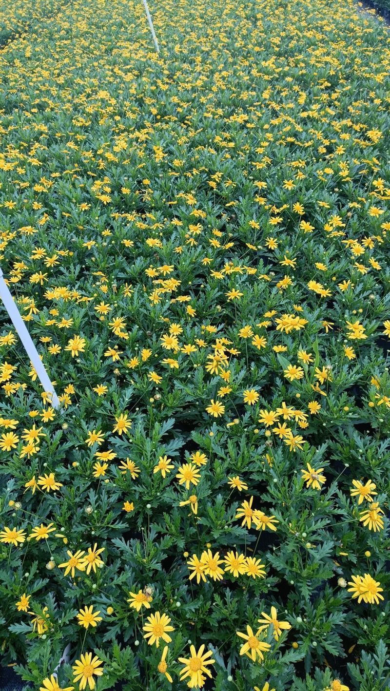木春菊花海品种，多年生基地直销泥炭土种植