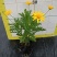 木春菊花海品种，多年生基地直销泥炭土种植
