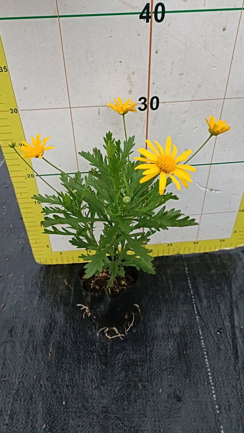 木春菊花海品种，多年生基地直销泥炭土种植