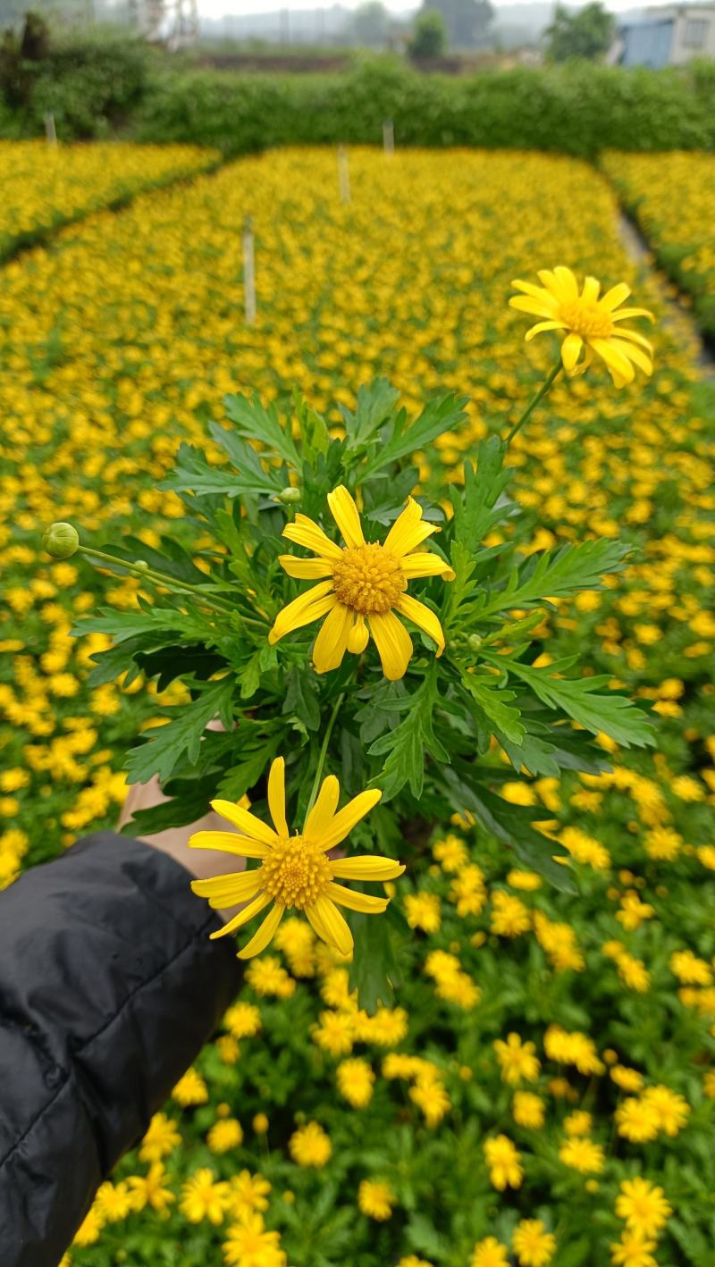 木春菊花海品种，多年生基地直销泥炭土种植