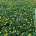 木春菊花海品种，多年生基地直销泥炭土种植