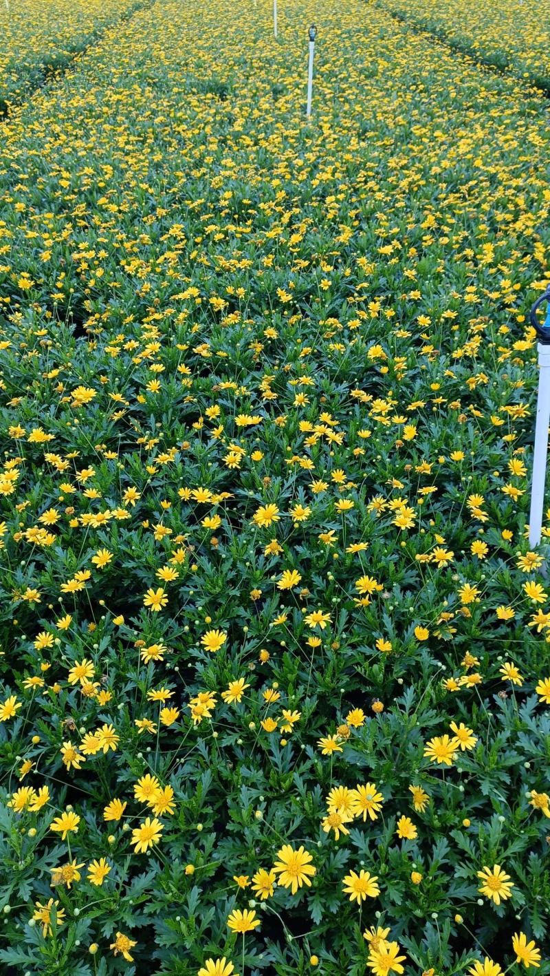 木春菊花海品种，多年生基地直销泥炭土种植
